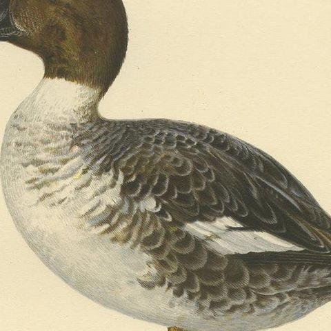 Antique Bird Print of a Male Common Goldeneye by Von Wright, 1929, close-up 2