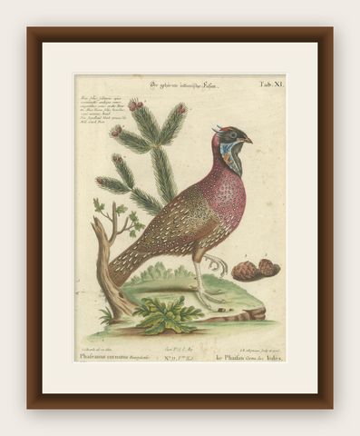 Hand-Colored Engraving of the Horned Indian Pheasant by Johann Seligmann, c.1770, shown framed