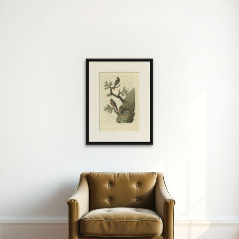 Antique Bird Print of Redstarts by Sepp & Nozeman, 1770, shown framed on a wall