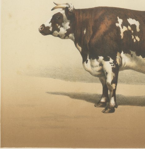 Normandy Cow, French Cattle Breed, Antique Chromolithograph by Borie, 1863, close-up 2