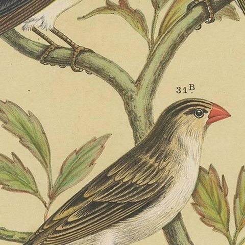 Antique Bird Print of the Whydahbird and Others by A. Nuyens, 1886, close-up 2