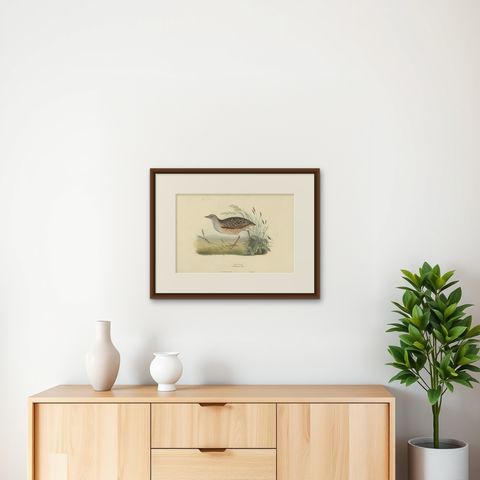 Antique Bird Print of the Land-Rail by Gould, 1832, shown framed on a wall