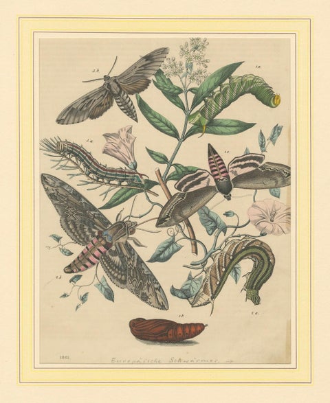 1863 Hand-Colored Lithograph of European Hawk Moths and Caterpillars, close-up 5