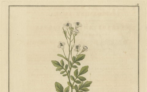 Detailed Engraved Botanical Study of Cardamine Amara or Bittercress, 1822, close-up 2