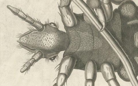 Decorative Scientific Print, Large Folding Engraving of Louse, c.1770, close-up 2