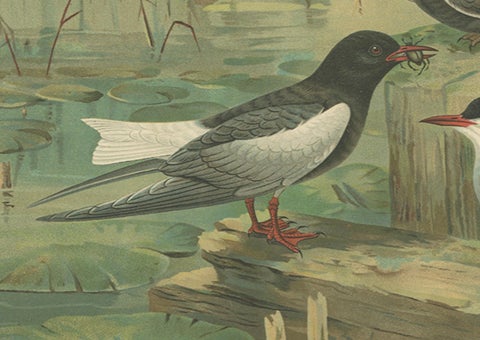 Antique Bird Print of Black Terns in Marsh Landscape, 19th Century, close-up 2
