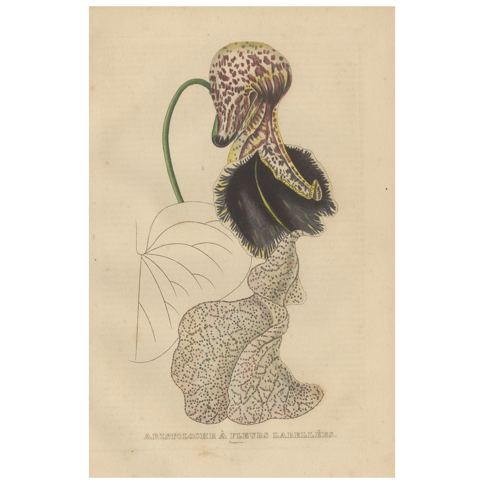 Antique Botanical Print of Aristolochia à Fleurs Labellées - 19th Century