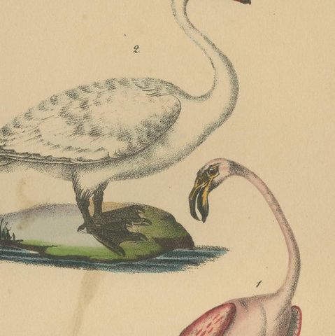 Flamingo & Swan, Antique hand-coloured lithograph, c.1828, close-up 6
