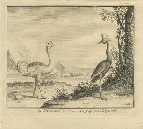 Antique Bird Print of Various Birds by Valentijn, 1726, view 4