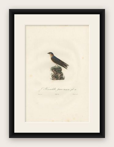 Antique Bird Print of the Cave Swallow by Vieillot, '1807', shown framed