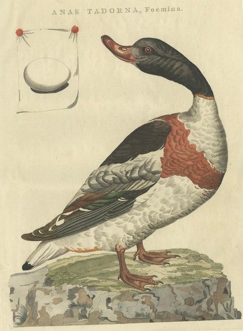 Female Common Shelduck, Antique Dutch Bird Print by Sepp & Nozeman, 1789, close-up 2