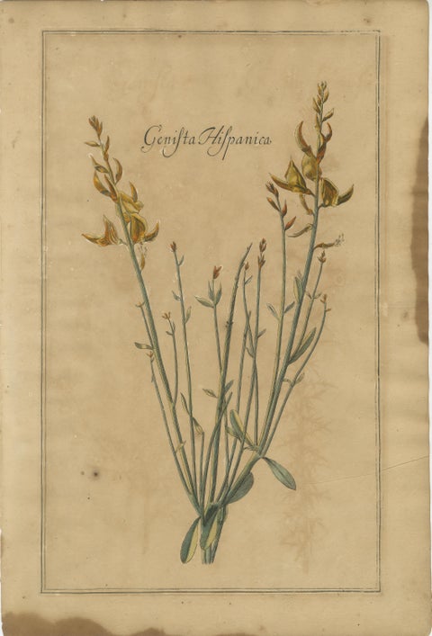 Decorative Set of 3 Antique Botanical Prints, Wildflowers of Leipzig 1690s, view 4