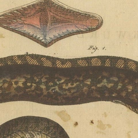 Antique Print of Various Marine Life Including the Dark Moray Eel, c.1800, close-up 4