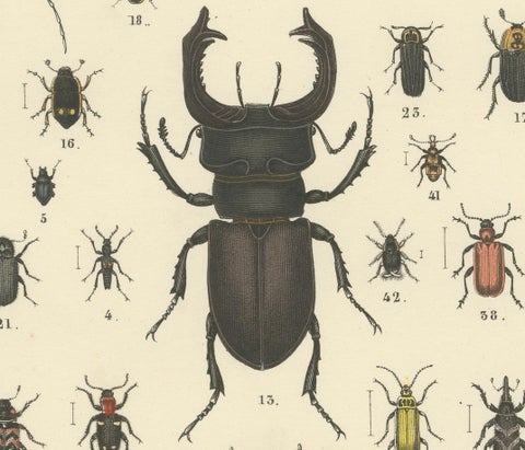 Beetles Print: Stag Beetle, Scarab, Longhorn & Jewel Beetles, Antique 1867, close-up 6