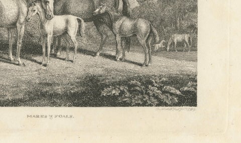 Mares & Foals Engraving, Original Georgian English Equestrian Print, 1799, close-up 3