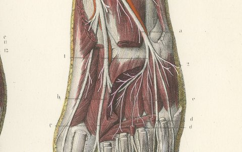 The Sole of the Foot in Four Layers, Antique Hirschfeld Anatomy Print, 1866, view 7