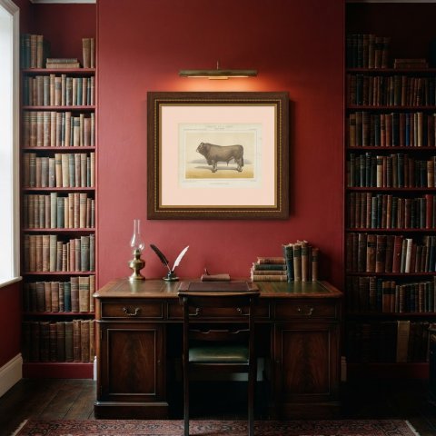 Bazadaise Bull, French Cattle Chromolithograph by Olivier de Penne, 1863, shown framed in a room