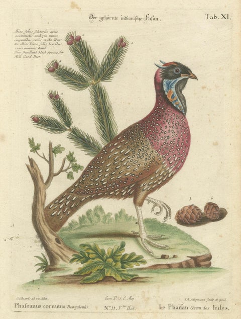 Hand-Colored Engraving of the Horned Indian Pheasant by Johann Seligmann, c.1770, close-up 5