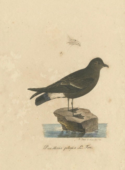 Franz Sturm's Illustration: a European Storm Petrel (Procellaria pelagica), 1830, close-up 4