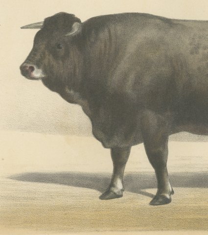 Gascon Bull, French Cattle Chromolithograph from Animaux de la Ferme, 1863, close-up 2