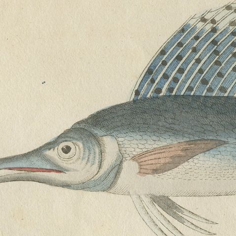 Sailfish, Cornetfish and Trumpetfish, Antique Bertuch Print, circa 1805, close-up 4