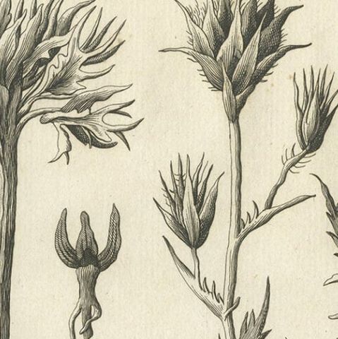 Antique Print of Stonecrop and Other Plants, 1773, close-up 1