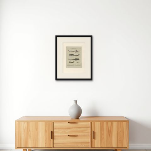 Antique Print of Various Fishes and an Insect by Seligmann 'c.1768', shown framed on a wall