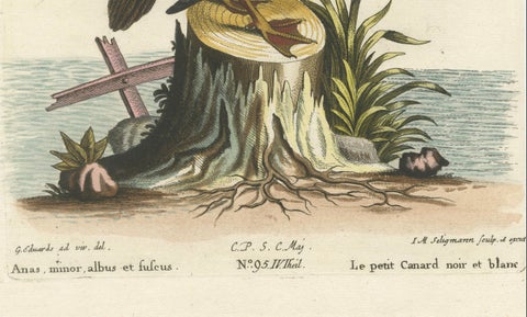 Hand-Colored Engraving of the Small Black and White Duck by Seligmann, ca.1770, close-up 2