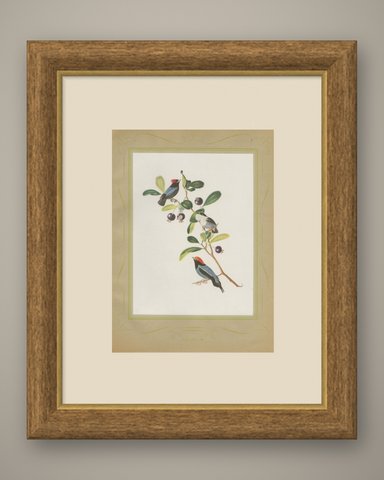 Manakins, Brazilian Bird Print, Descourtilz, 1944, shown framed