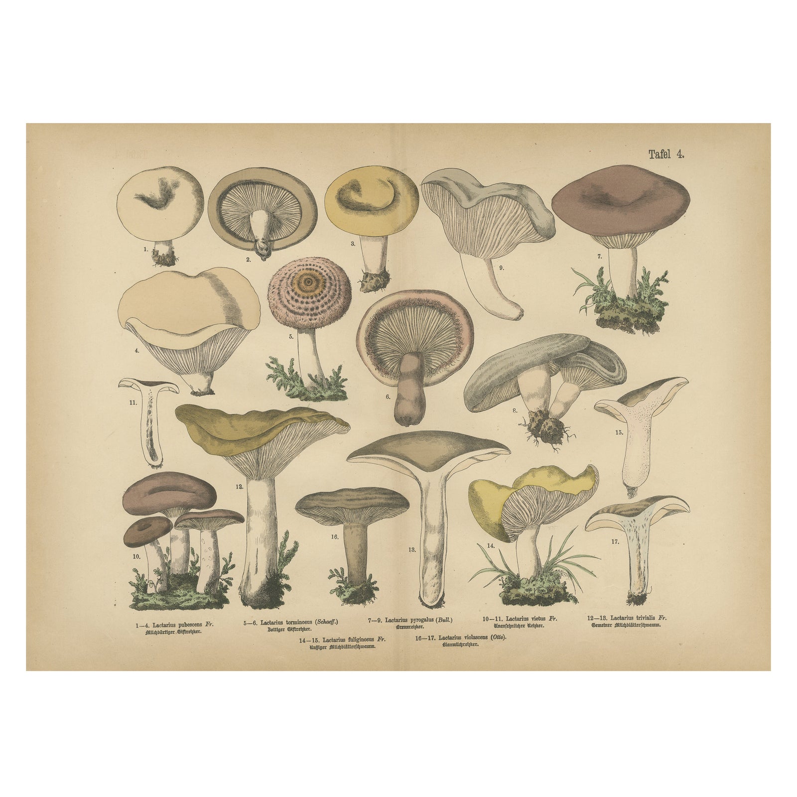 Lactarius Mushrooms, Antique Fungi Lithograph, Natural History Print 1885