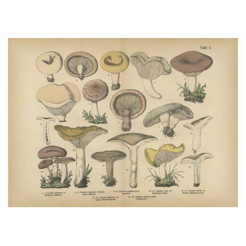 Lactarius Mushrooms, Antique Fungi Lithograph, Natural History Print 1885