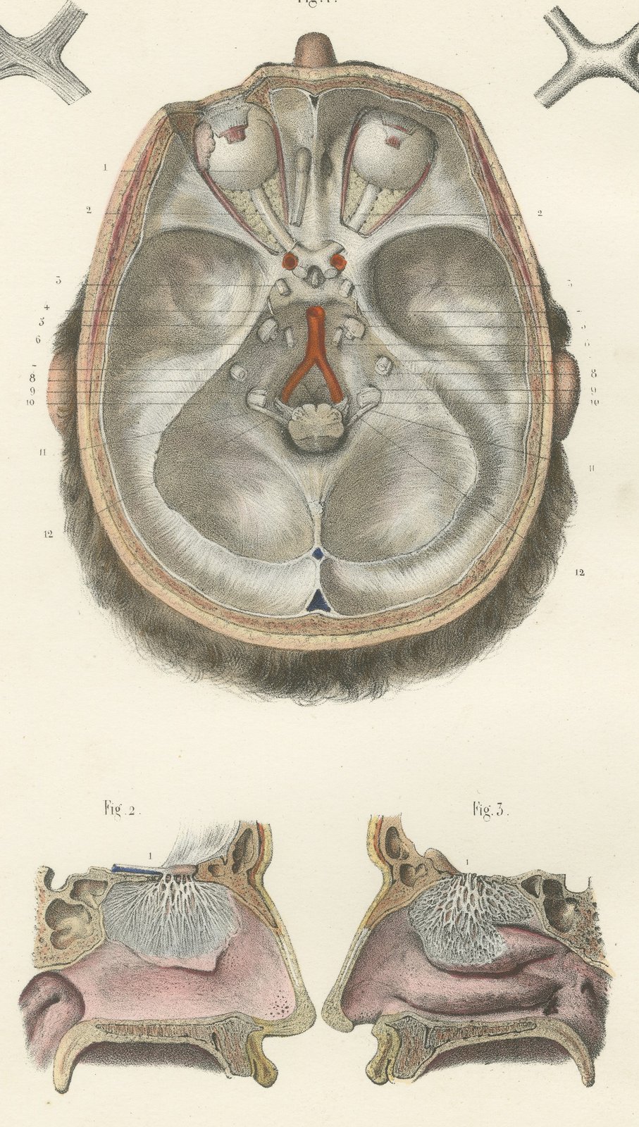 The Olfactory Nerves and Optic Chiasm, Antique Hirschfeld Anatomy Print, 1866