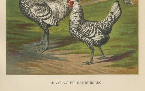 The Refined Silver Spangled Hamburg Chicken - A 19th Century Poultry Lithograph, close-up 1