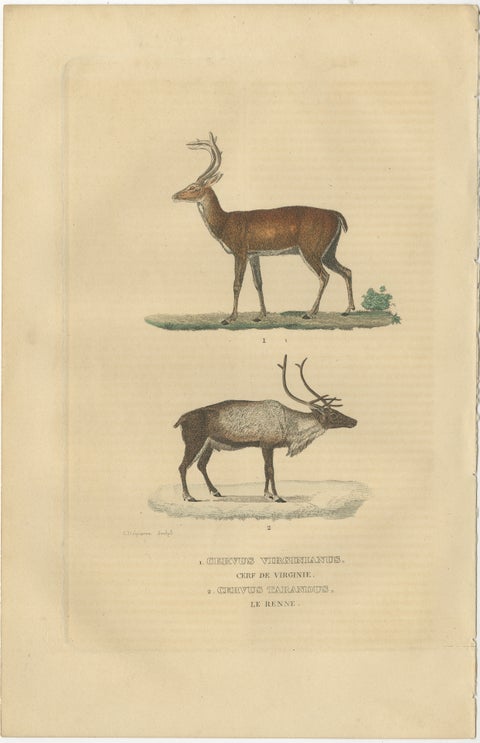 Graceful Grazers: The White-Tailed Deer and the Reindeer, 1845, view 2