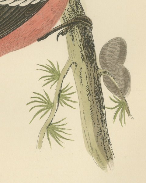 White Winged Crossbill with Larch Cones, Hand Colored Bird Print, 1896, close-up 2