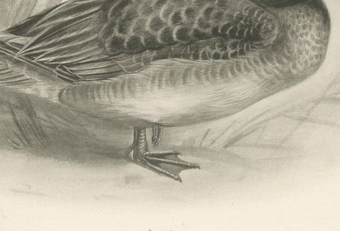 Teal, Two Figures, Antique Bird Print after Lilian Medland, circa 1909, close-up 1