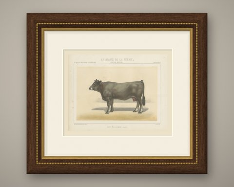 Gascon Cow, French Cattle Chromolithograph from Animaux de la Ferme, 1863, shown framed