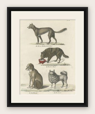 Attractive Antique Print of the Sheepdog and Other Dog Breeds, 1845, shown framed