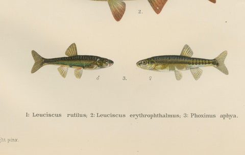 Rudd and Minnow - Elegant Freshwater Fish Lithograph from Scandinavia, 1895, close-up 3