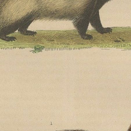 Carnivores of Field and Forest: Coati, European Badger and Striped Polecat, 1845, close-up 5