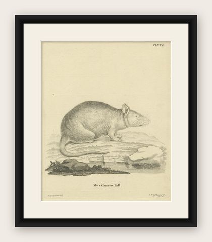 Antique Zoological Engraving of a Rodent, D.R. Nitschmann & J. Nußbiegel, c.1800, shown framed