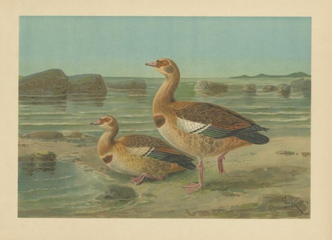 Wild Geese on a Rocky Shore, Elegant Antique Bird Chromolithograph c.1880, close-up 5