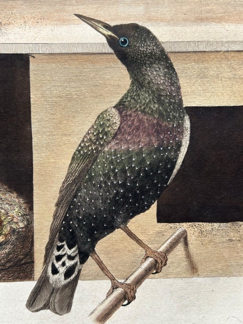 Antique Bird Print, Starling & White-throated Dipper by Nozeman & Sepp, 1770, view 6