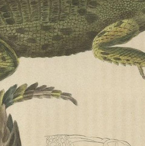 Old Hand-colored Print of a Cuban Crocodile, close-up 2