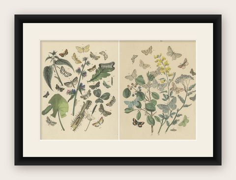 Victorian Moth Illustrations by William Forsell Kirby, 1882, shown framed