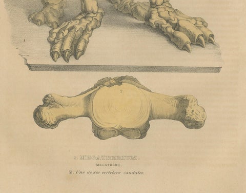 Original Engraving of The Skeletal Giant: Megatherium Anatomy, 1845, close-up 2