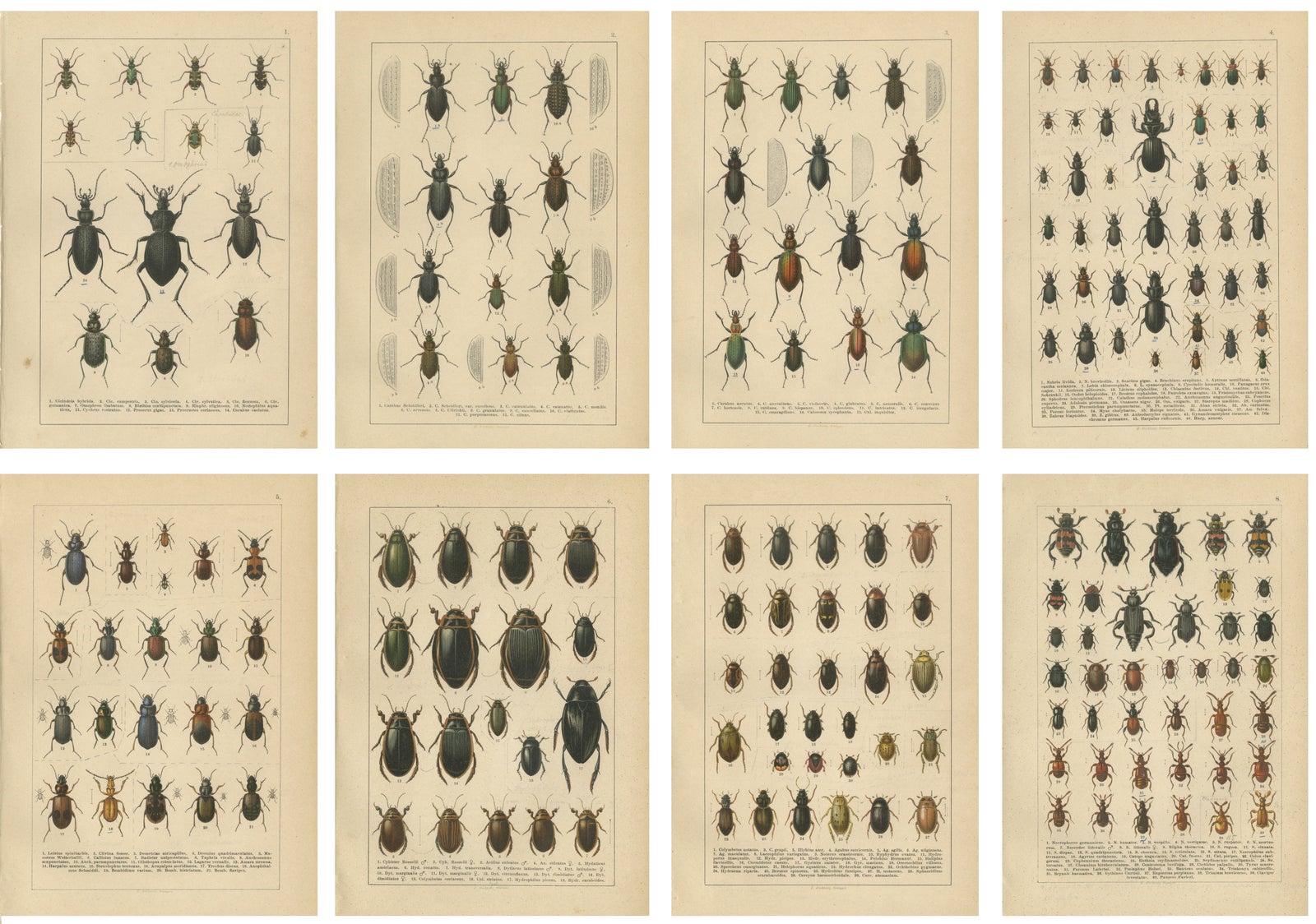 Decorative Antique Beetle Prints, European Coleoptera Plates, Entomology 1893