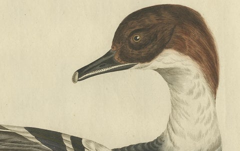 Male Common Merganser Antique Bird Print by Sepp & Nozeman, circa 1809, close-up 4