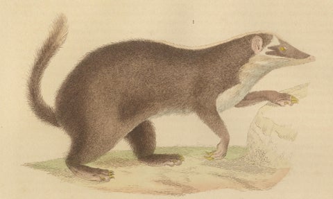 Contrasts in Mammalia: The Brown-Tailed Mongoose and the Brown Hyena, 1845, close-up 3