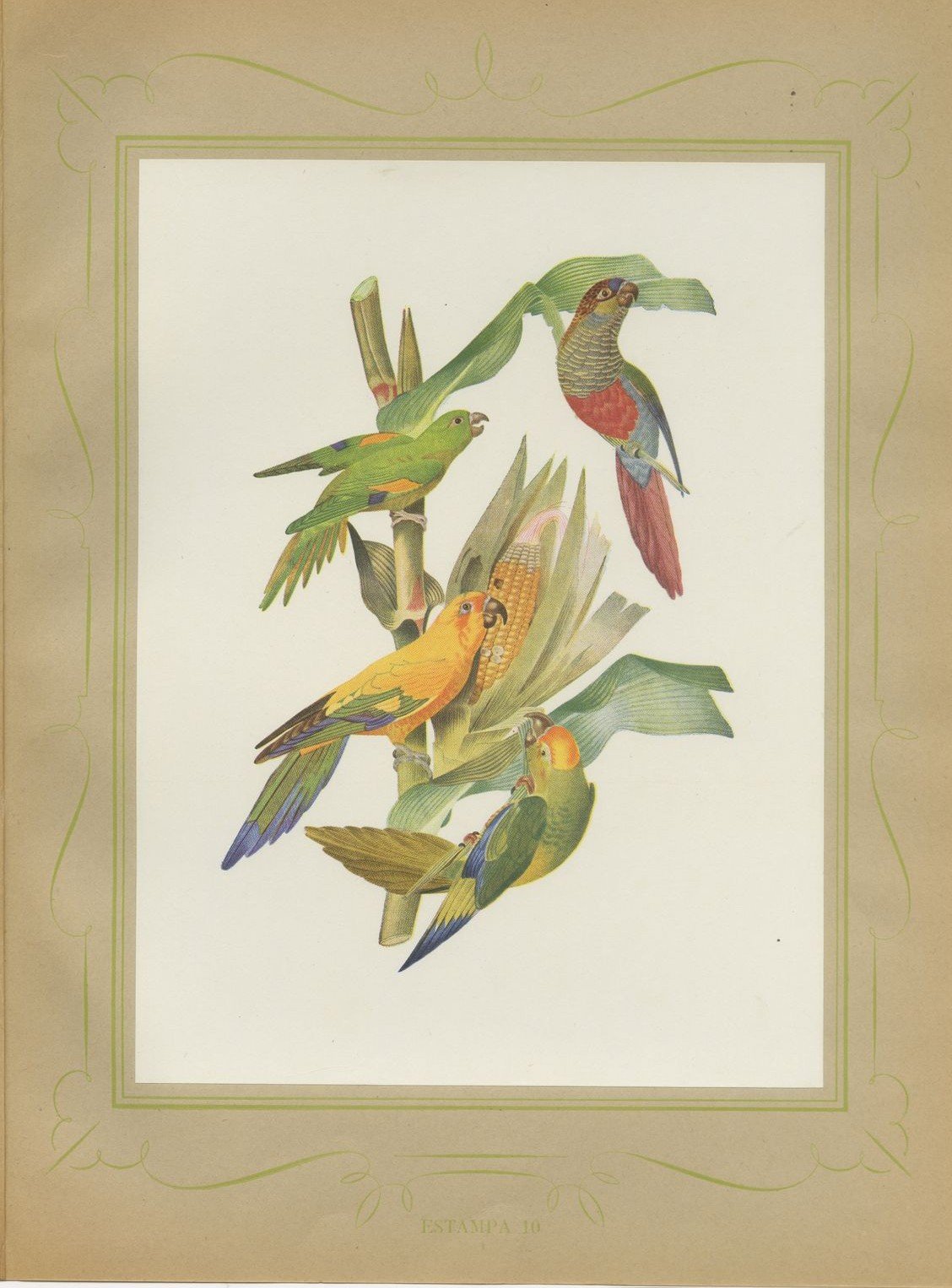 Conures and Parakeets, Brazilian Bird Print, Descourtilz, 1944
